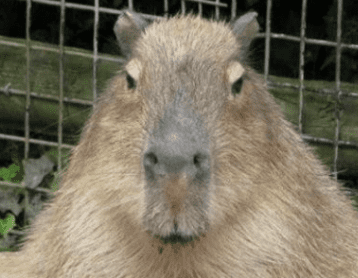 231612CF-2D1E-45C2-9F36-C78F1408FDFC.png