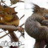 МЯУС